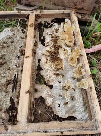 说明: 木条上中度可信度描述已自动生成