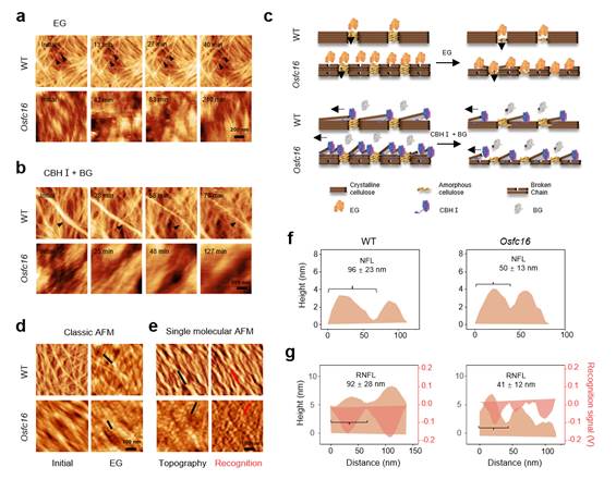 说明: http://bbrc.hzau.edu.cn/__local/7/EF/AA/557527741A674FF359DCD83E543_FA5843B2_A6261.png